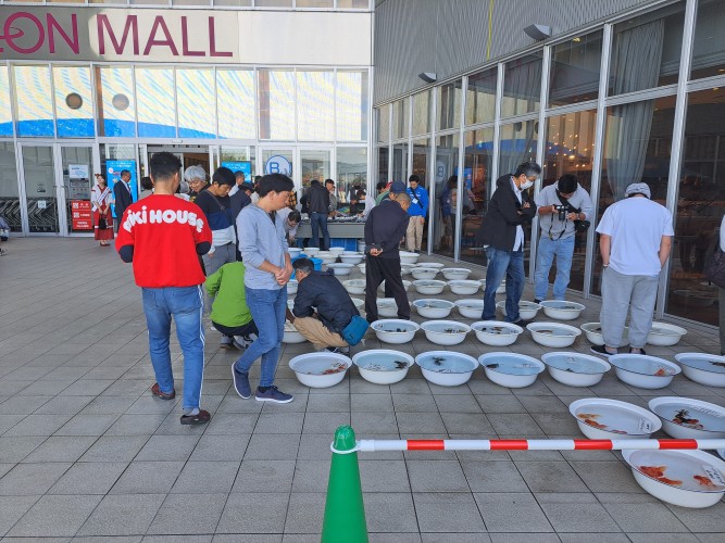 特選市　金魚　メダカ市　　IN イオンモール大和郡山　　１０月１７日土曜日　１０時より販売開始