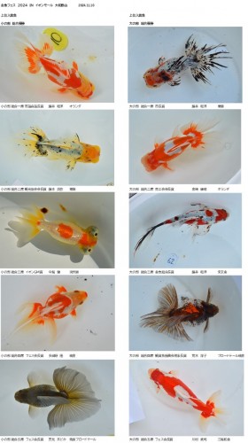 金魚フェス　2024　IN　イオンモール　大和郡山　2024.11.10　上位入賞魚