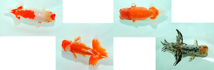 japanese goldfish